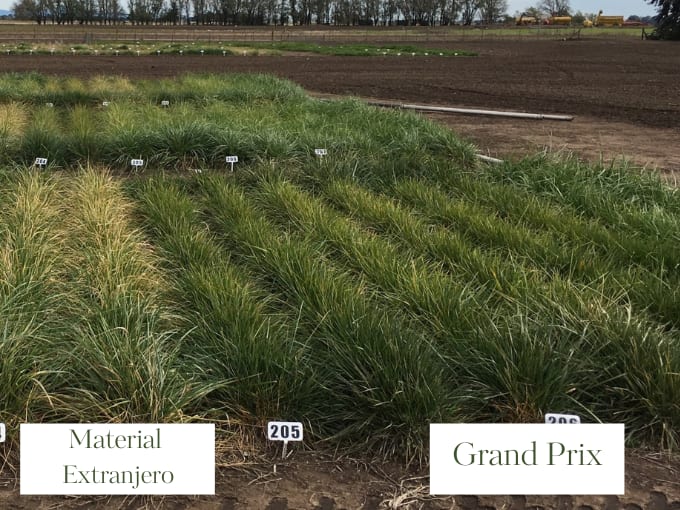 La historia de Grand Prix: la primera festuca turf type desarrollada en Argentina